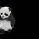 Panda Dancing HD - VideoHive Item for Sale