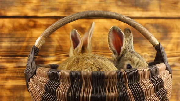 Two Cute Fluffy Affectionate Brown Bunnies Sit in a Wicker Basket and Wiggle Their Ears alt