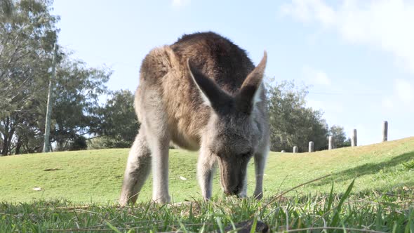 A young Kangaroos grazing in a grassy parkland in Australia. Animal behavior video alt