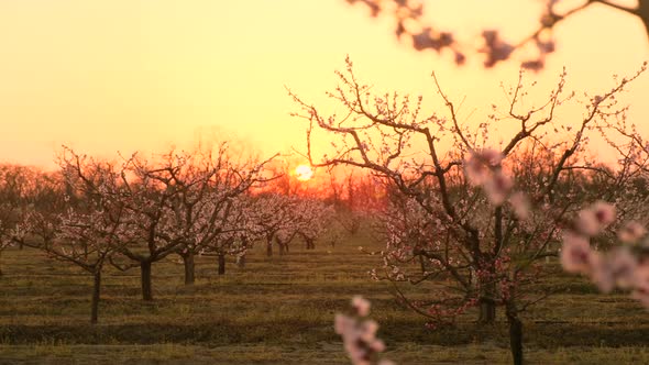 Cherry Trees in Rows Blossom in Local Garden at Sunset