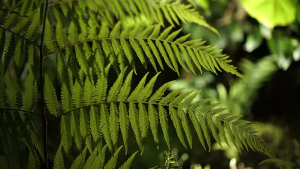 close up shot of tropical fern forest with light at night