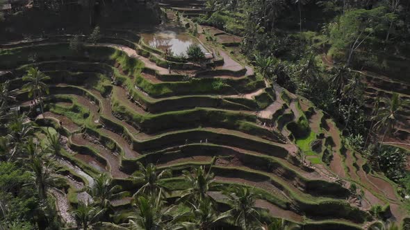 Aerial Footage Around Rice Terrace