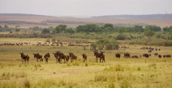 Herd of gnus walking alt