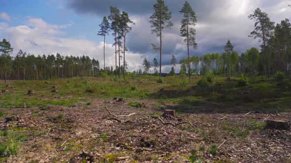 Felled pine forest on a summer day