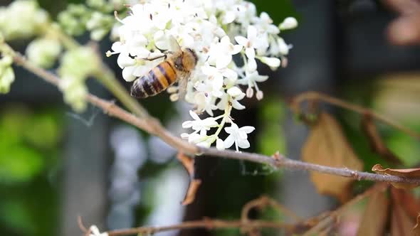Italian Honey Bee - Apis Mellifera Ligustica Sips Flower Nectar And Fly Away - Closeup Shot alt