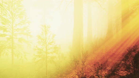 Deep in the Forest on a Misty Morning alt