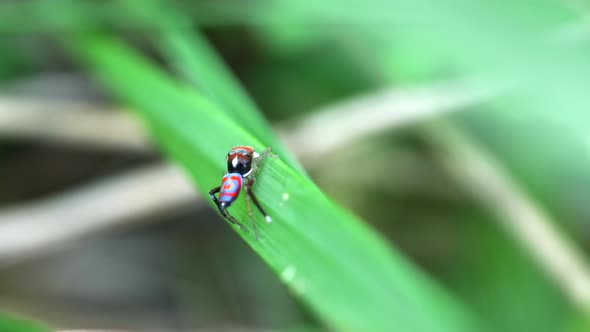 male maratus splendens signaling a female with his leg alt