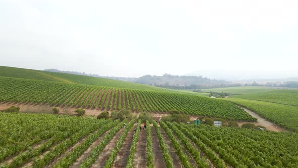 Tilt up of a vineyard on a foggy day in the Leyda Valley, Chile alt