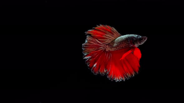 Red and Gold color Siamese fighting fish alt