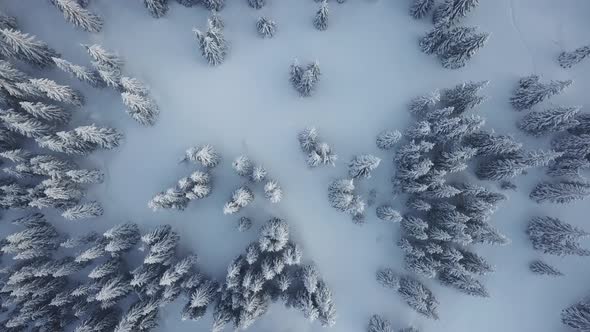 Winter in the mountains Fly over frozen snowy fir and pine trees