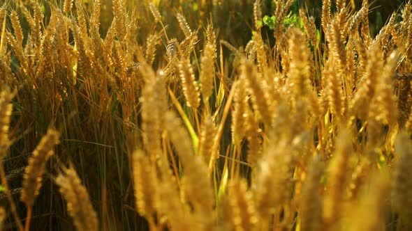 Panning across wheat stems