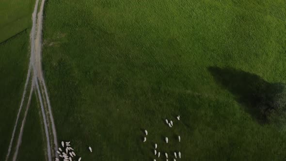 Aerial Shot of a Flock of Sheep on a Green Meadow