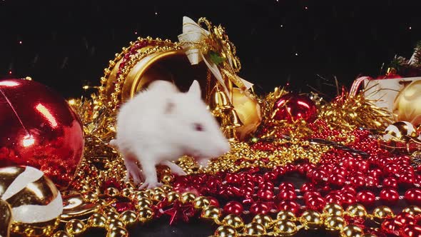 Macro View of Two Cute White and Grey Rats Moving Around New Year Decorations.