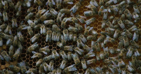 Swarm of Bees Making Honey on Wax Frame alt