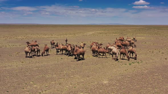 Aerial View of Bactrian Camels Group in Mongolia alt