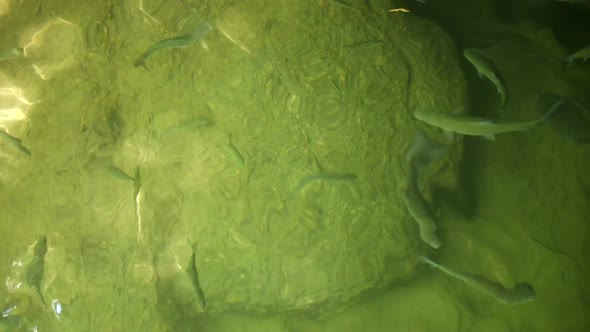 Top View of Fishes Swimming in Shallow River with Pebble Bottom alt