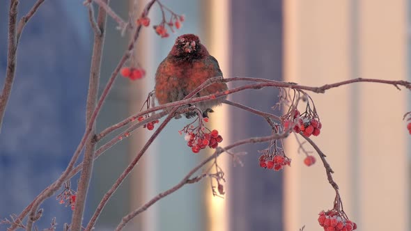 Red Bullfinch Sits on a Rowan Branch with Berries and Looking Around