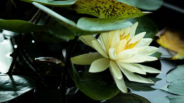 Yellow Water Lily Blooming in Time Lapse on a Green Leaves Background alt