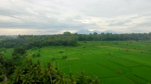 Aerial View of Rice Fields, Bali, Indonesia.