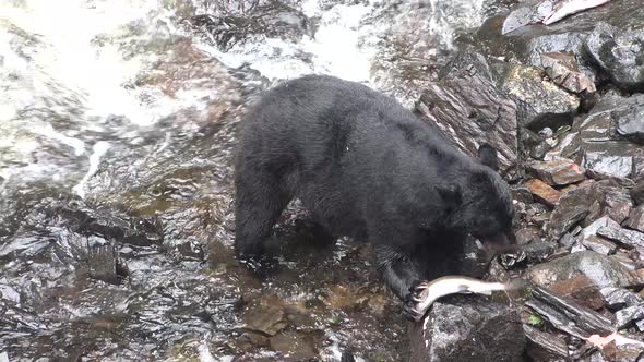Wildlife of Alaska. Bears come to a mountain river and catch fish in it. alt