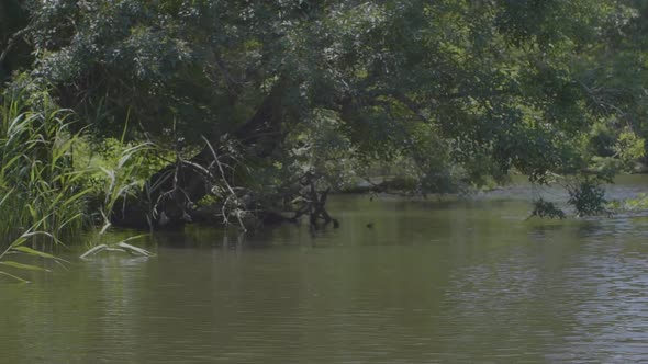 River Cruise Slowmotion alt