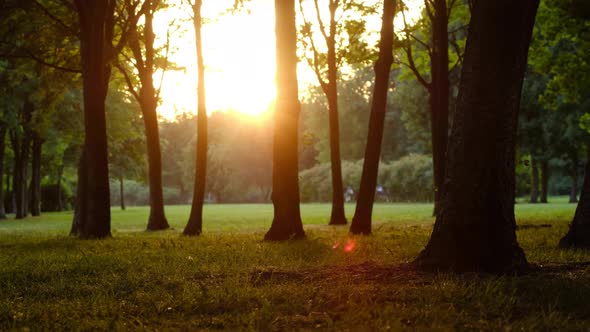 Smooth Camera Movement Through the Trees in a Public Park in the Rays of the Setting Sun in Summer alt