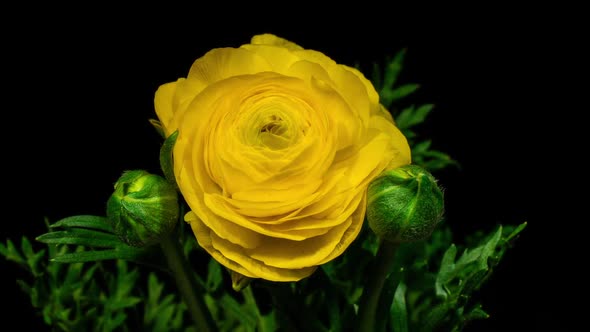 Time Lapse of Opening Yellow Flower Buttercup on a Black Background alt