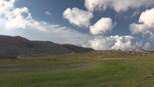 High Treeless Mountain Meadows alt