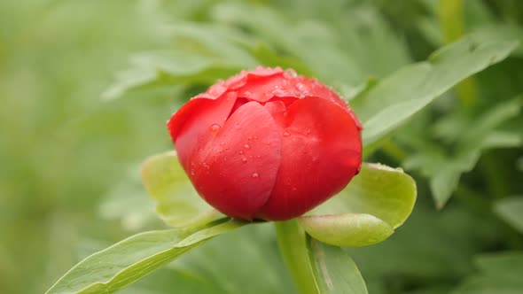 Slow motion Paeoniaceae plant under rain 1920X1080 HD footage -  Red Paeonia peregrina  flower shall alt