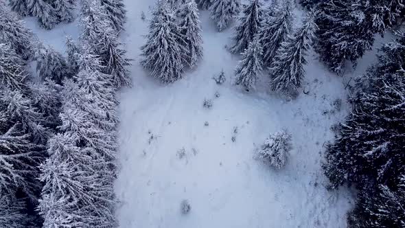 Aerial Downwards Over Forest In Winter