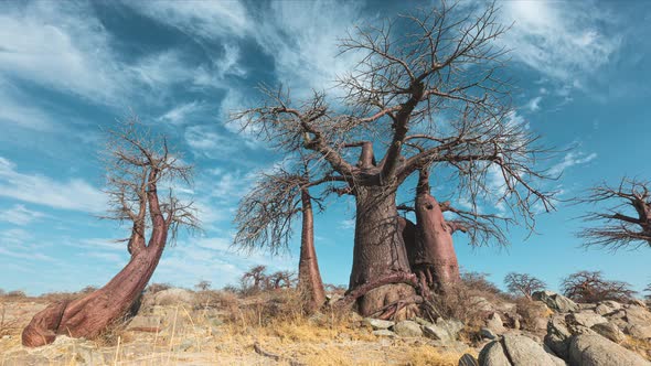 Time Lapse of Thin Wispy Cloud Over Large Baobab Trees in Botswana alt