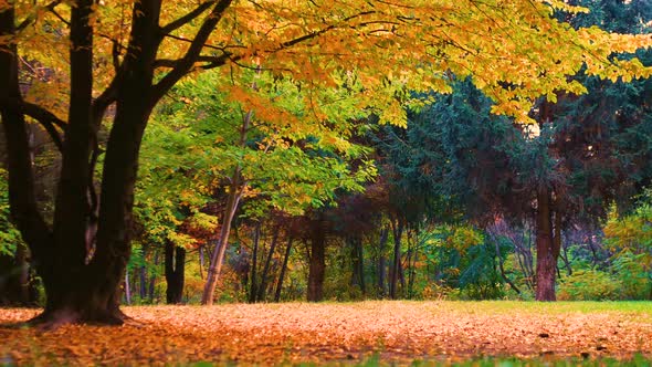 Beautiful Background Of Autumn In The Forest, Beautiful Yellow Foliage Sways alt