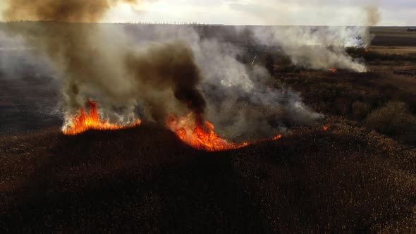 Dry Lanes and Grass on Swamp in Fire, Ecology Disaster