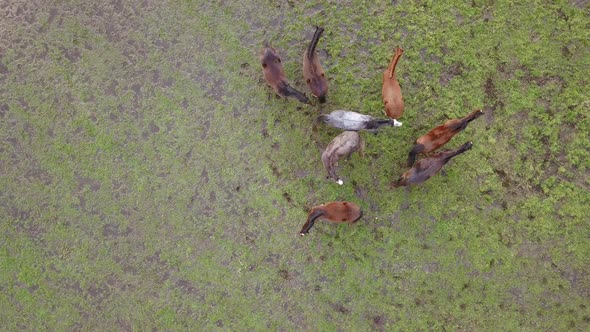 Top Down Aerial Drone Image of Horses in a Green Field During a Golden Hour Sunset alt