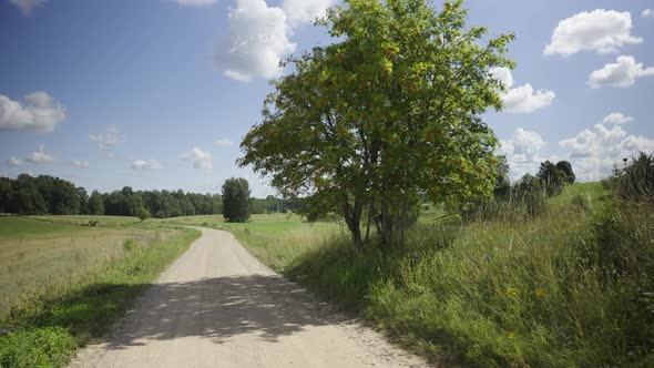 Landscape with a Rowan Bush on the Side of a Gravel Road in Summer