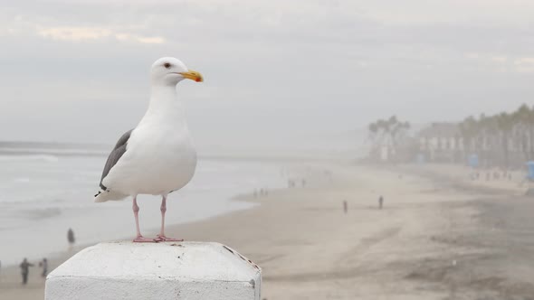 White Seagull California Pacific Ocean Beach