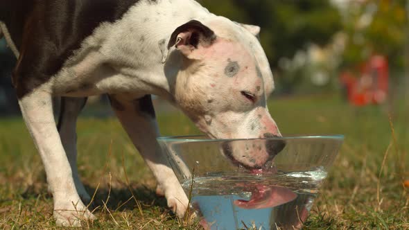 Pitbull drinking water, Ultra Slow Motion alt