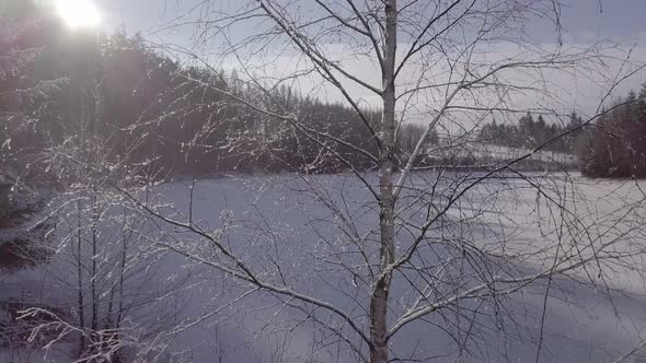 Cinematic camera moving in winter tree.