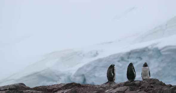 SLO MO MS R/F Gentoo Penguins (Pygoscelis papua) on rock with snow in background / Cuverville Island
