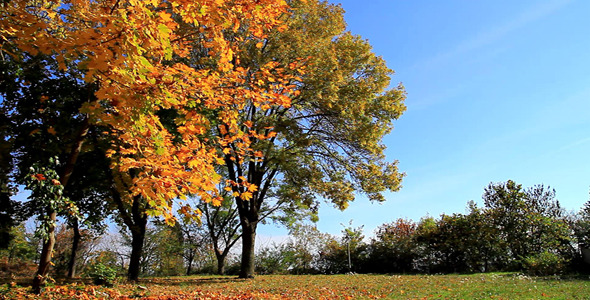 Autumn In The Park