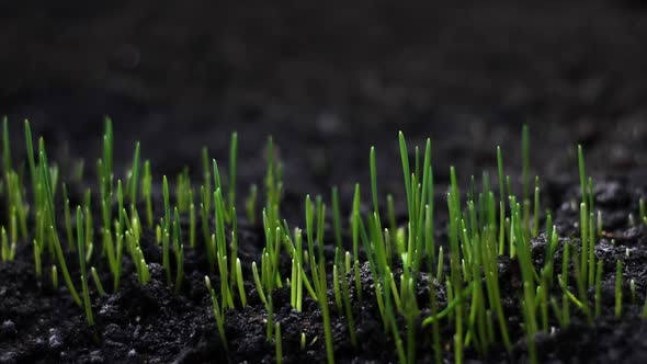 Farming Timelapse of Growing Plants, Sprouts Germination, Newborn Agriculture alt