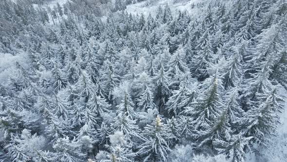 Aerial View of Forest Covered Wirt Snow alt