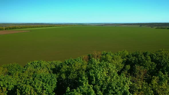 Huge Field with Green Grass. Video From a Quadrocopter. Summer Season. Samara, Russia