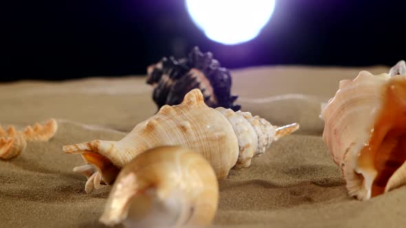 Beautiful Sea Shellsand Starfish on Beach Sand, Black, Back Light, Rotation alt