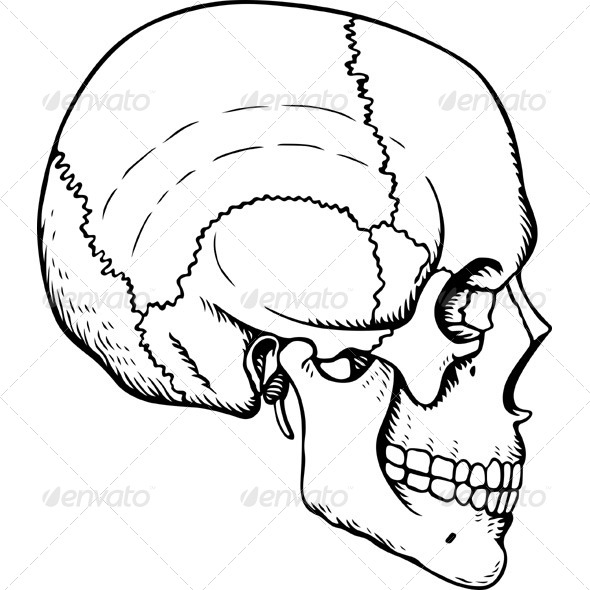 Human Skull - People Characters