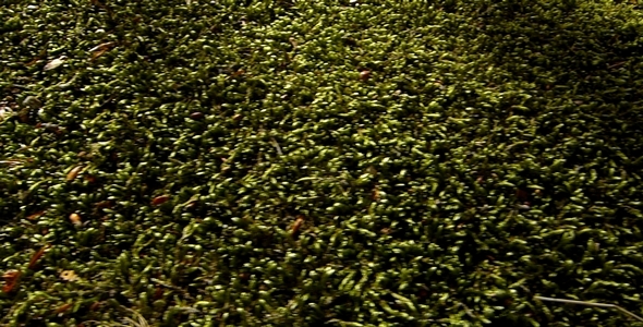 Forest Moss 1 alt