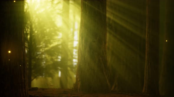 Firefly in Misty Forest with Fog alt