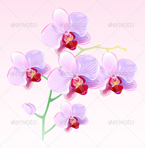 Pink Orchids Spring Branch - Flowers & Plants Nature