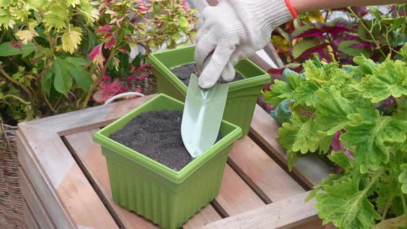 Gardener Hand in Glove Flatten or Smoothing Soil in Green Pot with Iron Shovel alt