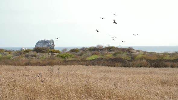 Birds Flying by Ocean with Grass Moving in Slow Motion